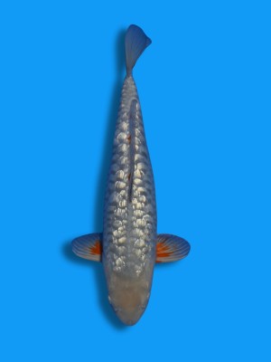 Big Scale Ginrin Ochiba | Koi&Co.